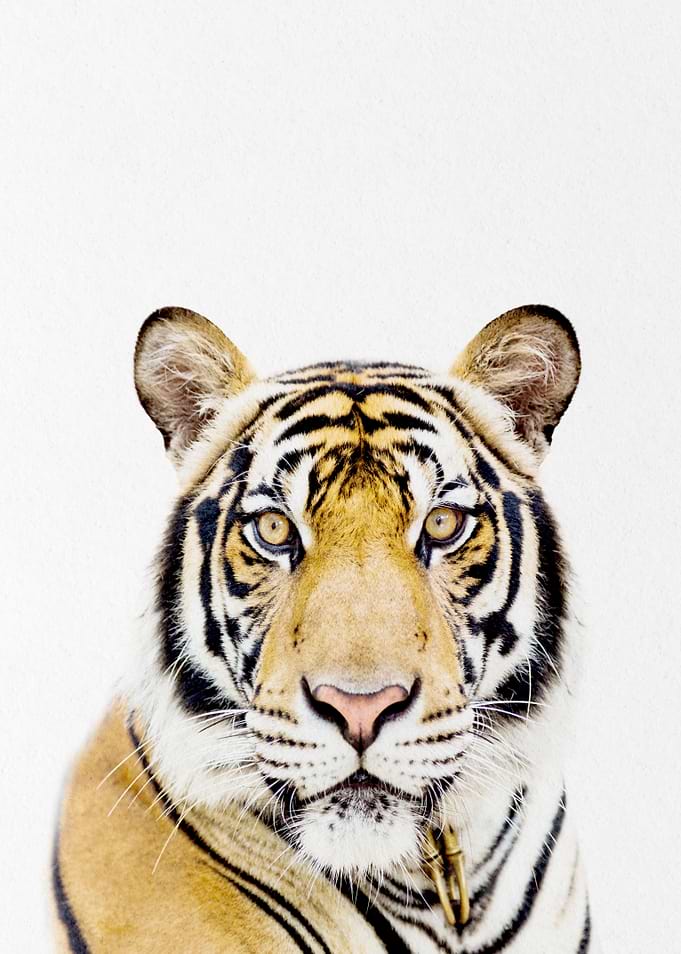 Indian tiger
