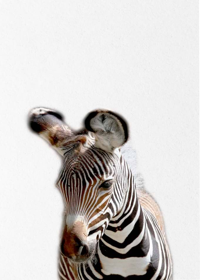 cool zebra baby