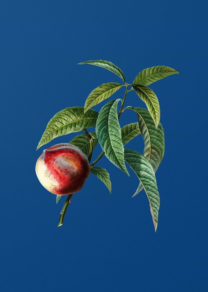 Peach on Classic Blue
