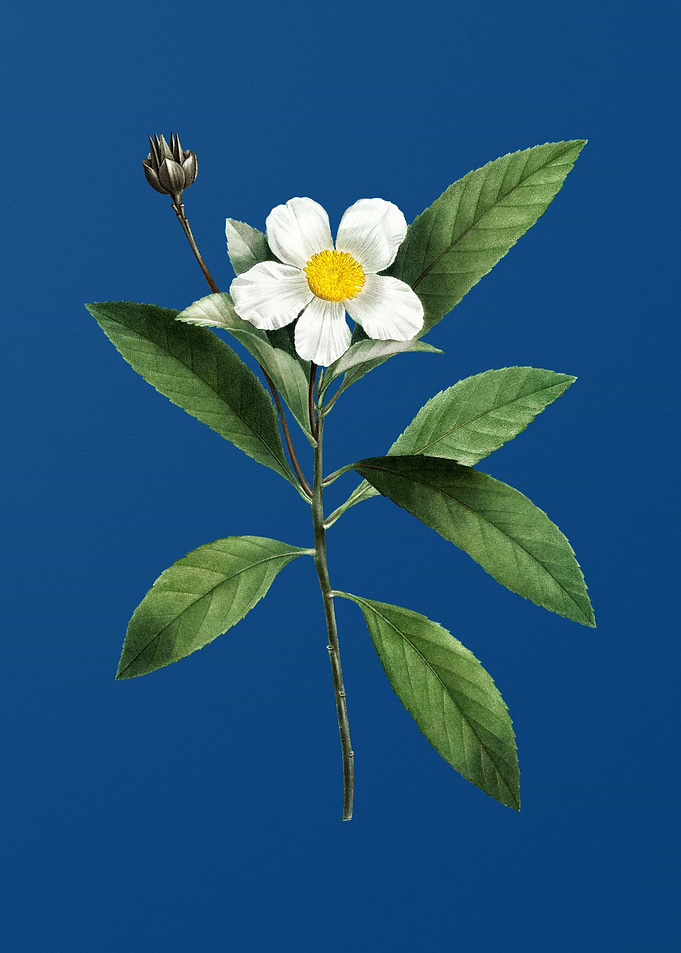 Loblolly Bay Flower