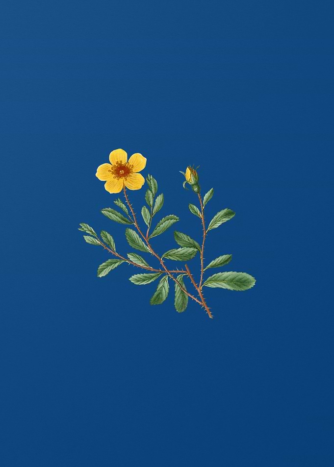 Sweetbriar Rose on Blue