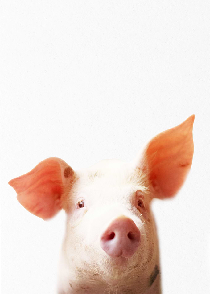 pink pig