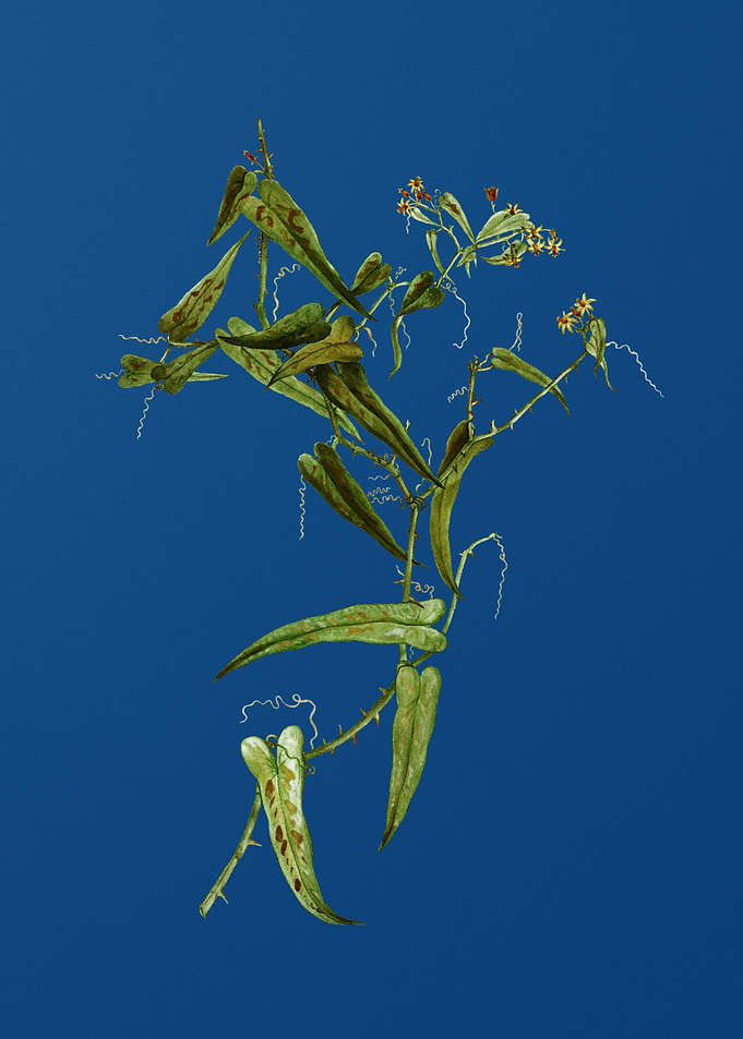 Rough Bindweed on Blue