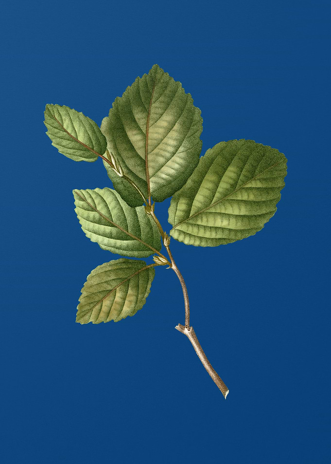 Witch Hazel