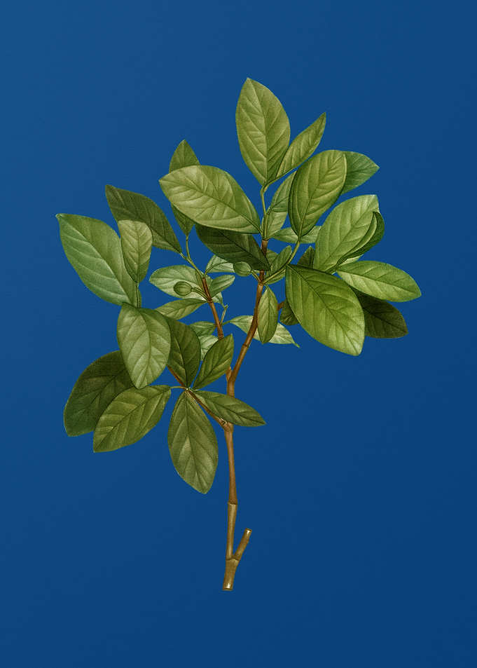 Eastern Leatherwood