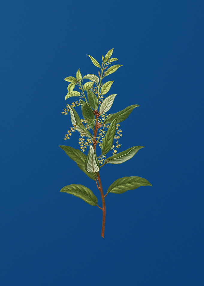 Evergreen Oak