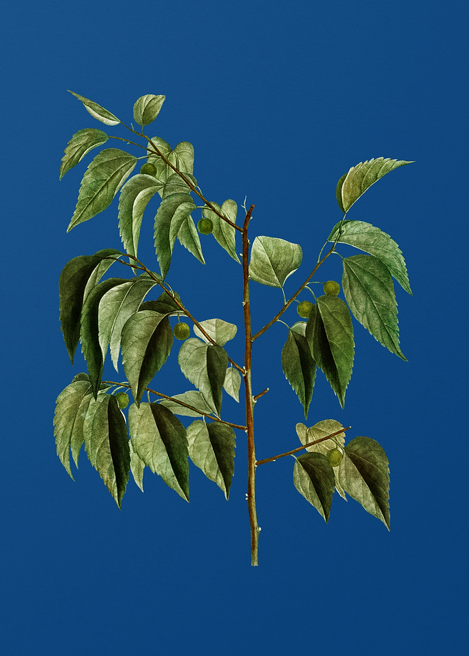 Common Hackberry on Blue