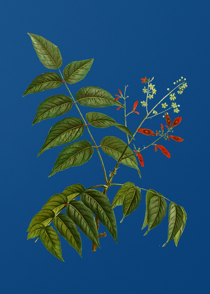 Tree of Heaven