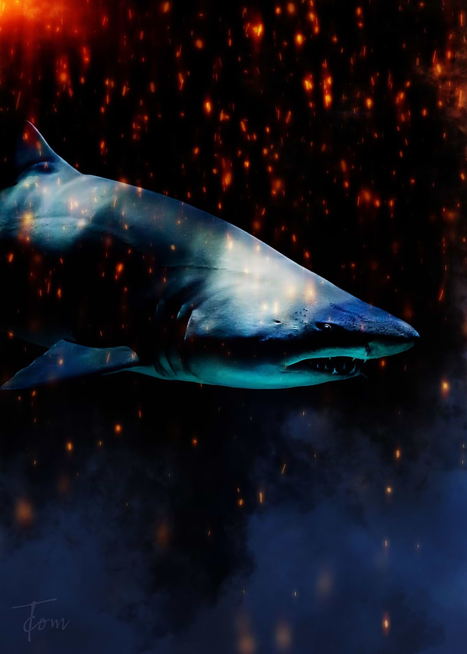 Shark