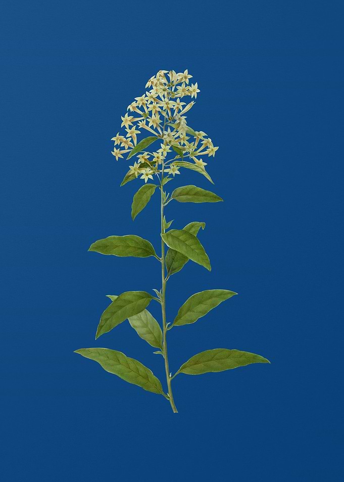 Green Cestrum on Blue