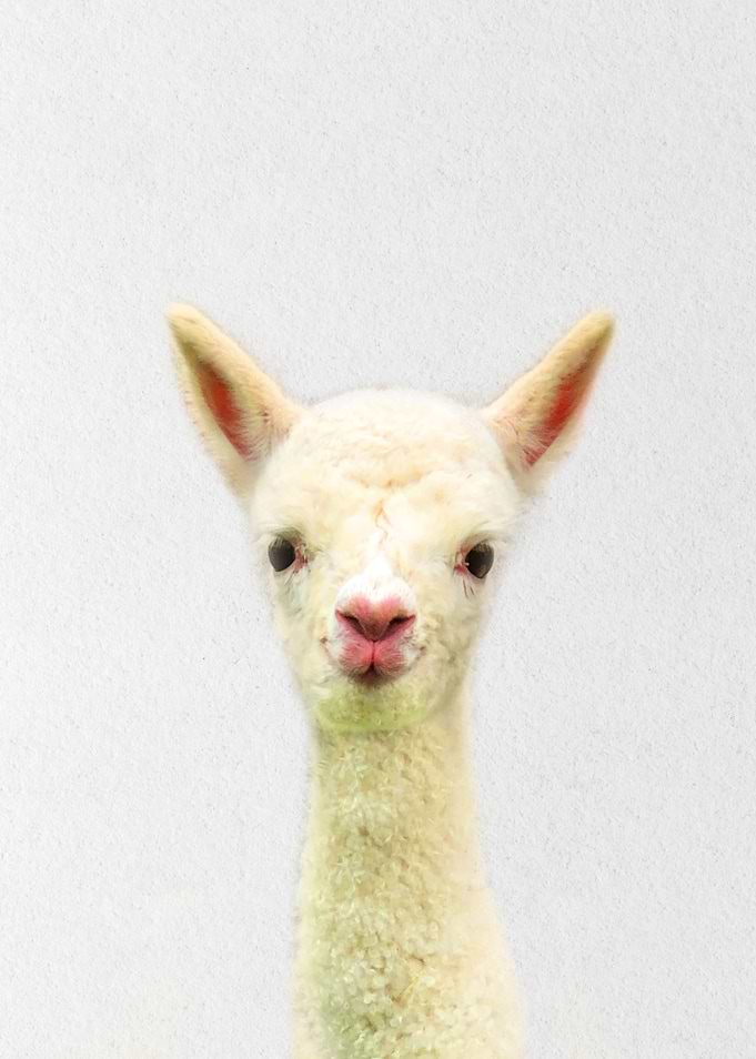 llama sheep baby