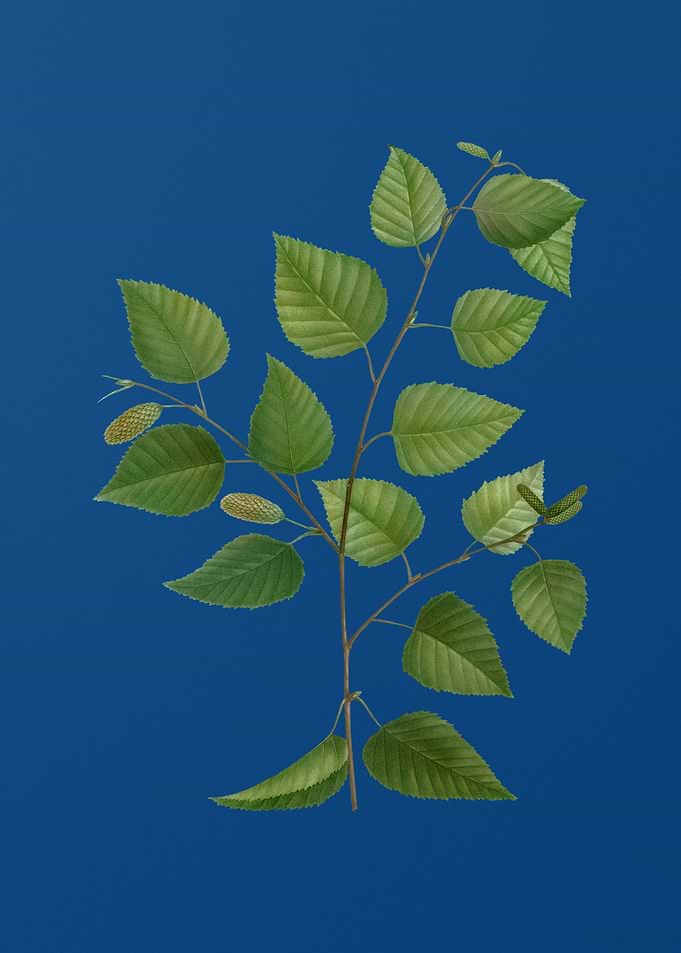 Paper Birch on Blue