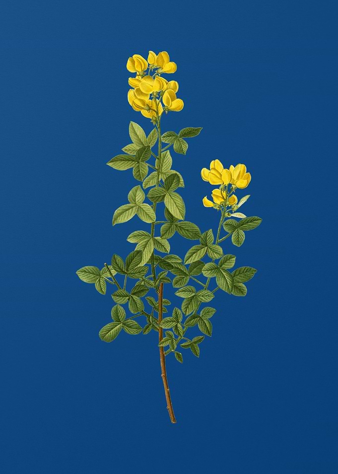 Common Cytisus on Blue