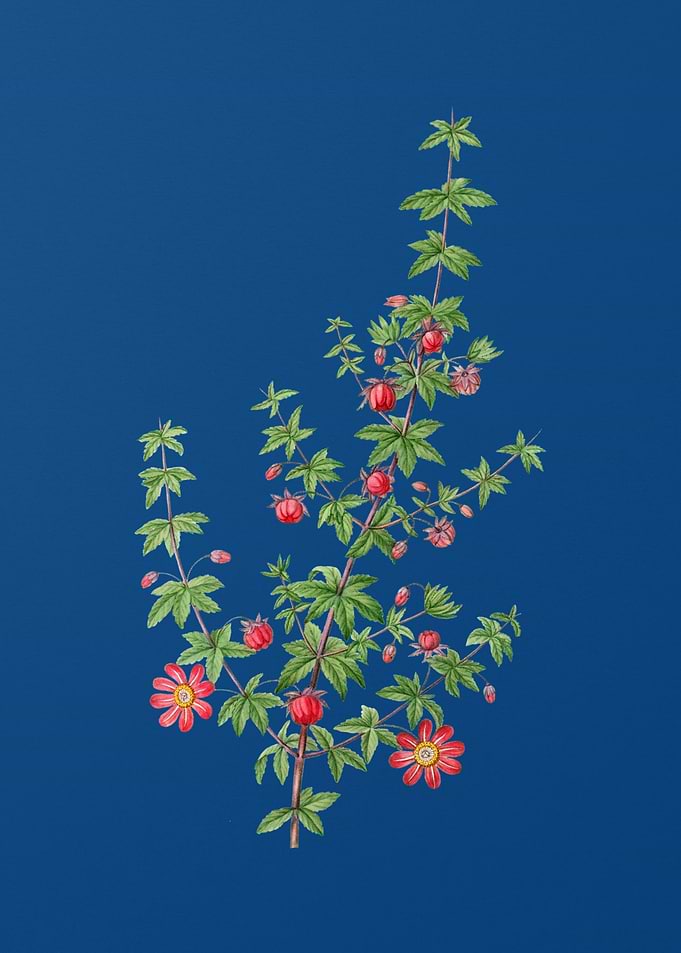Madder Leaved Bauera