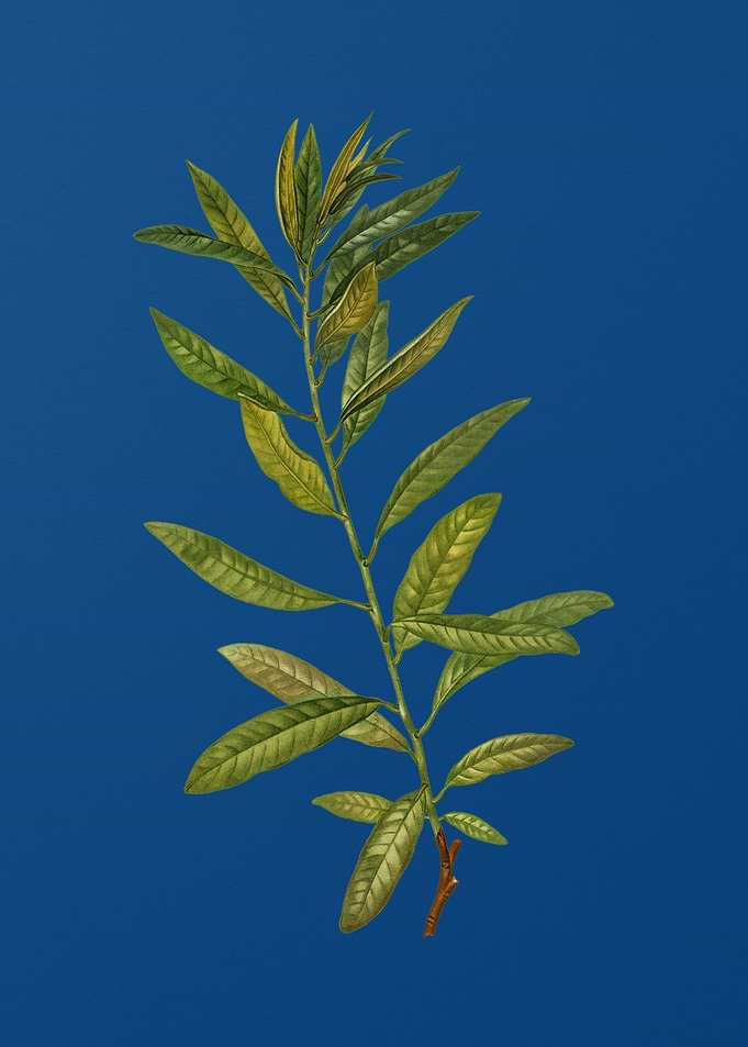 Rhodora on Classic Blue