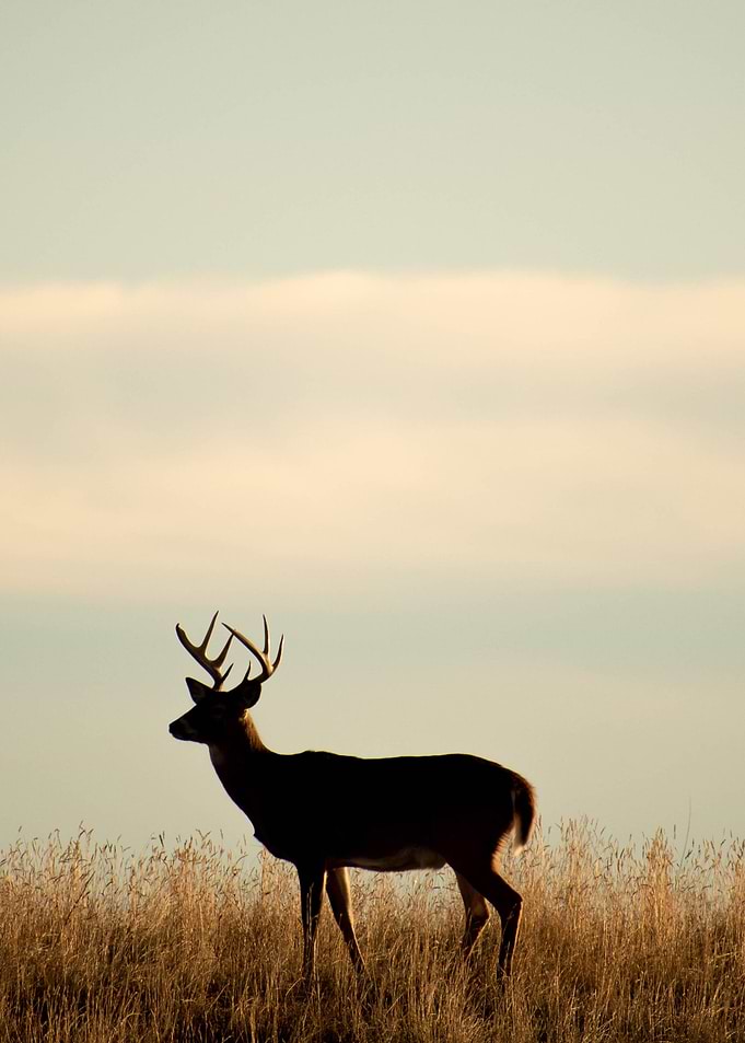 Deer Silhouette