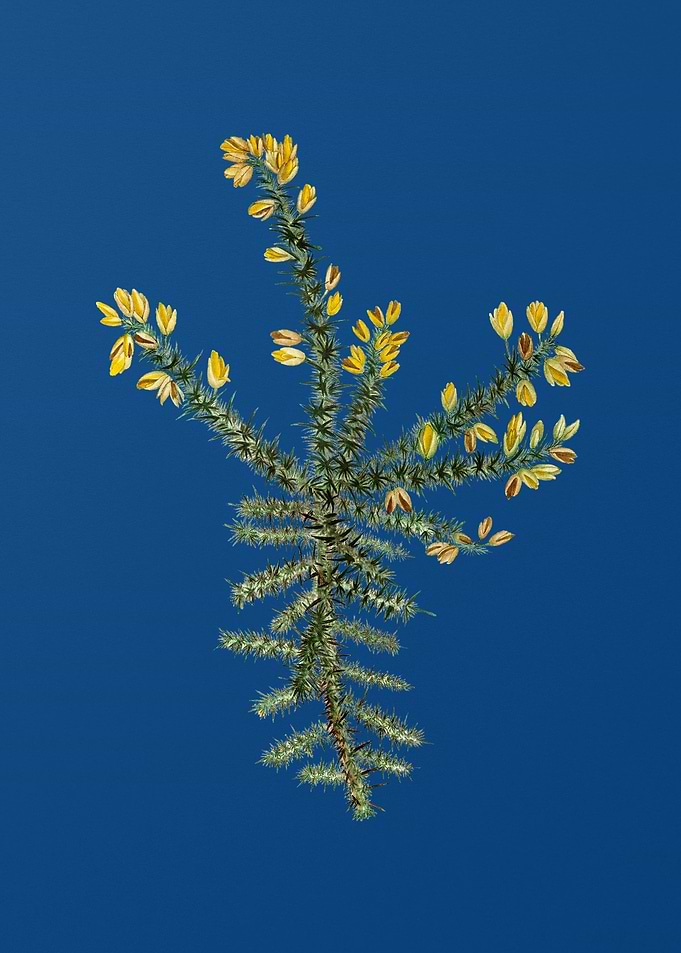 Yellow Gorse Flower