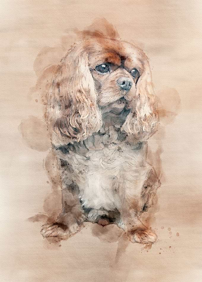 King Charles Spaniel