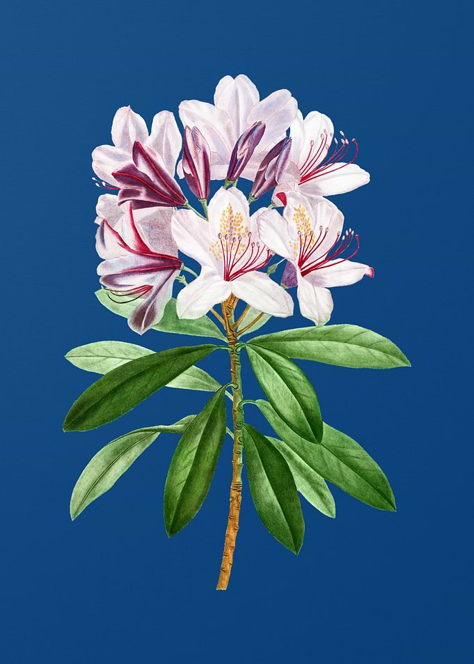 Common Rhododendron