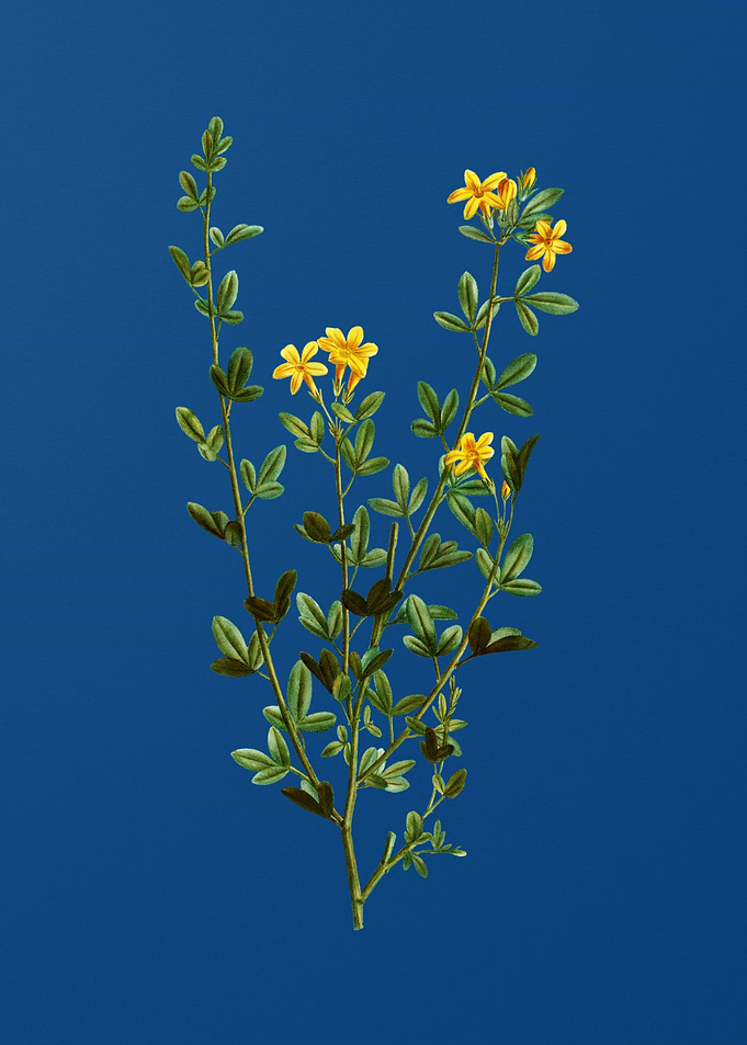 Yellow Jasmine Flowers