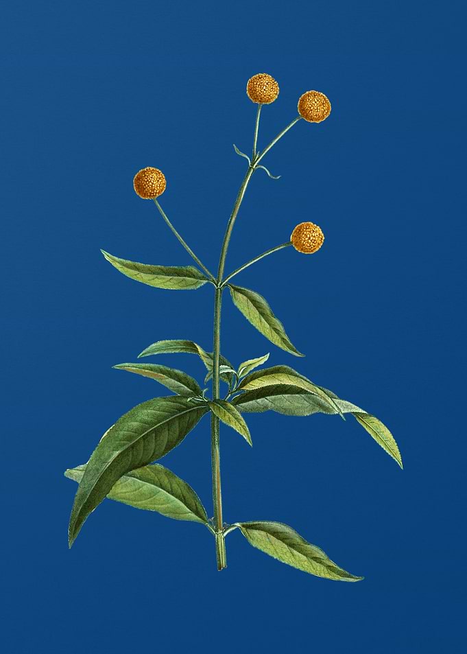 Orange Ball Tree on Blue