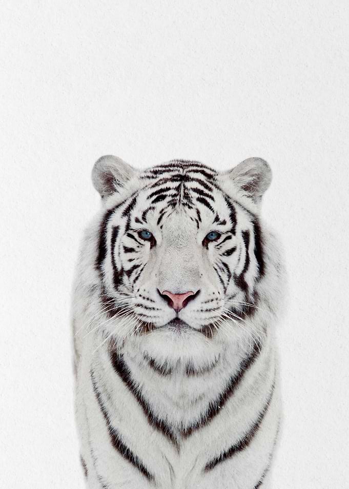 white Persian tiger