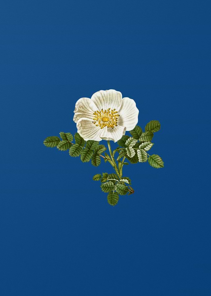 White Burnet Rose