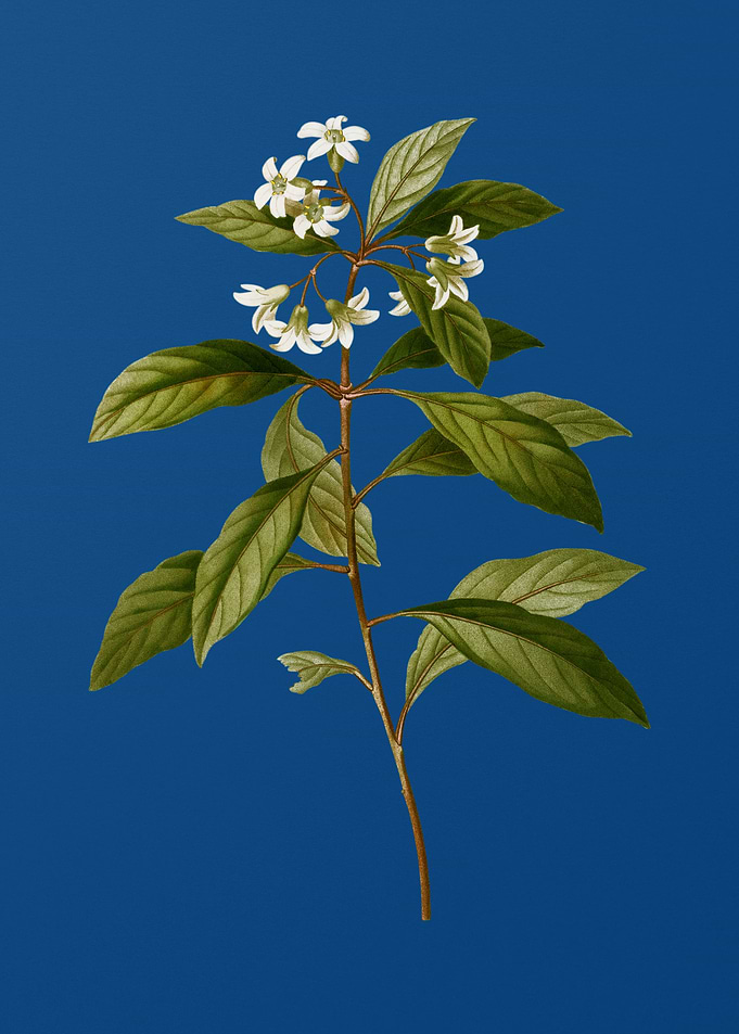 Sweet Pittosporum Branch