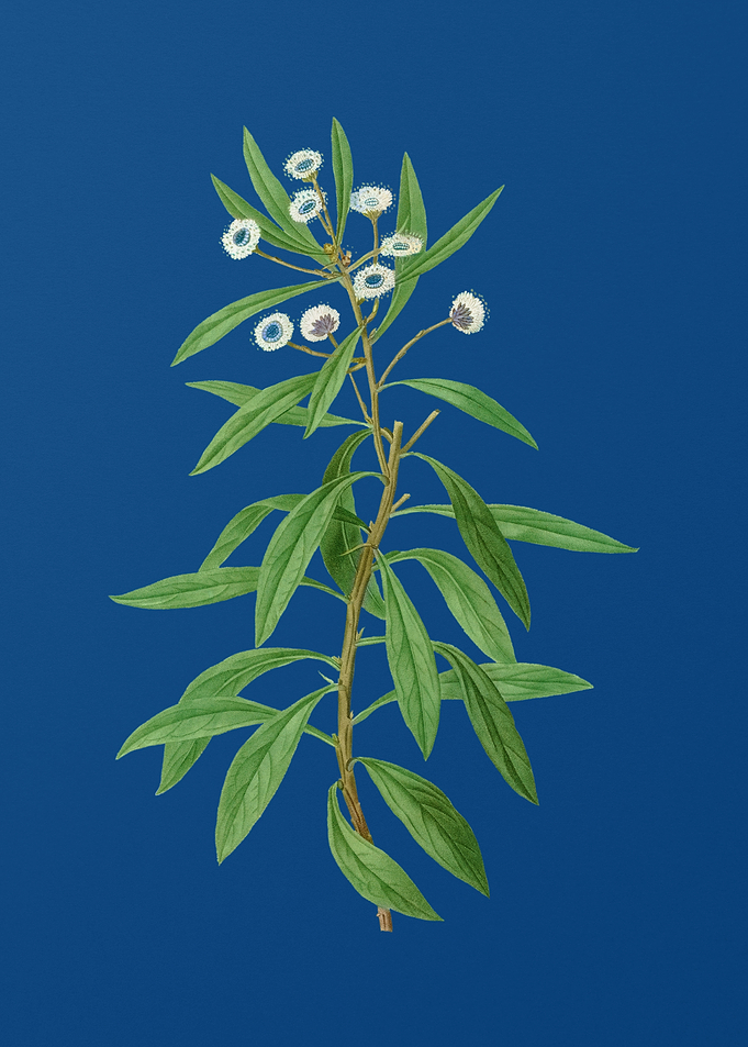Globe Daisy Shrub on Blue