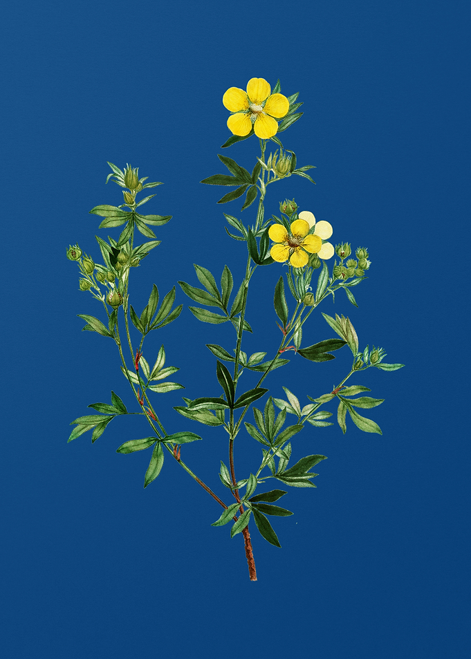 Yellow Buttercup Flowers