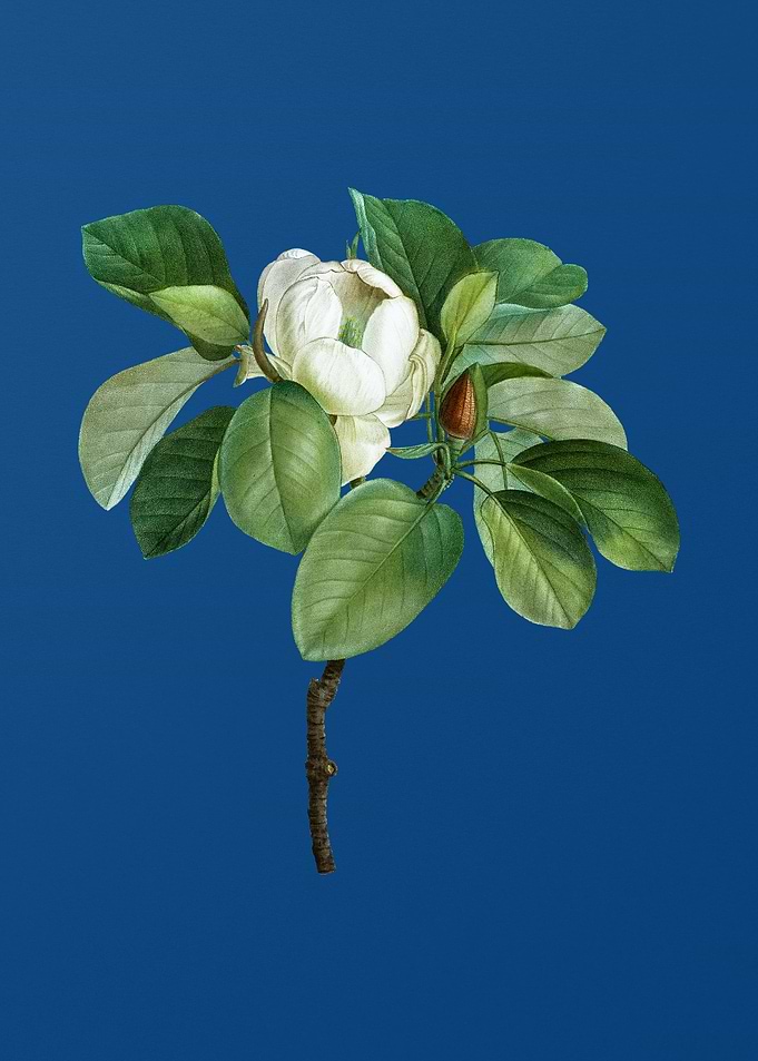 Magnolia Elegans Flower