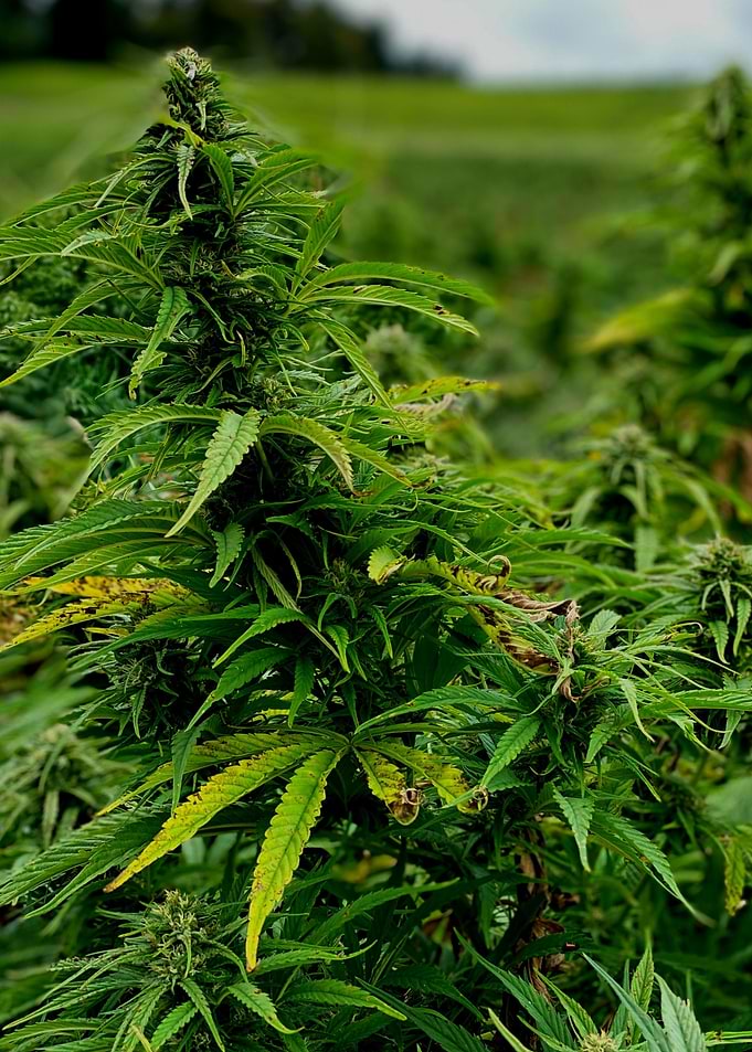 wild hemp in Europe