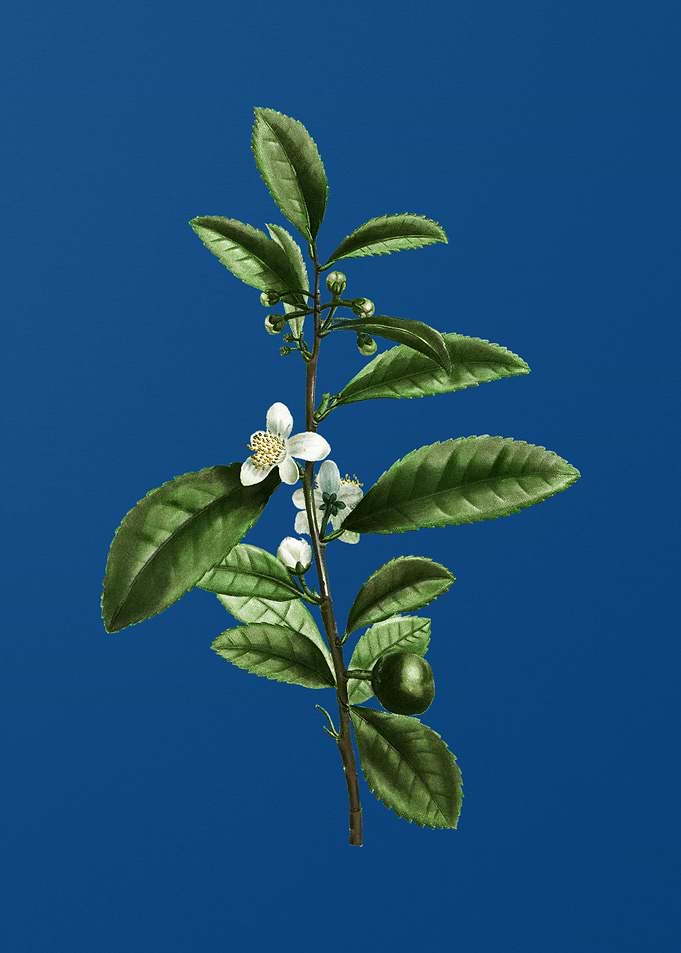 Tea Tree on Classic Blue