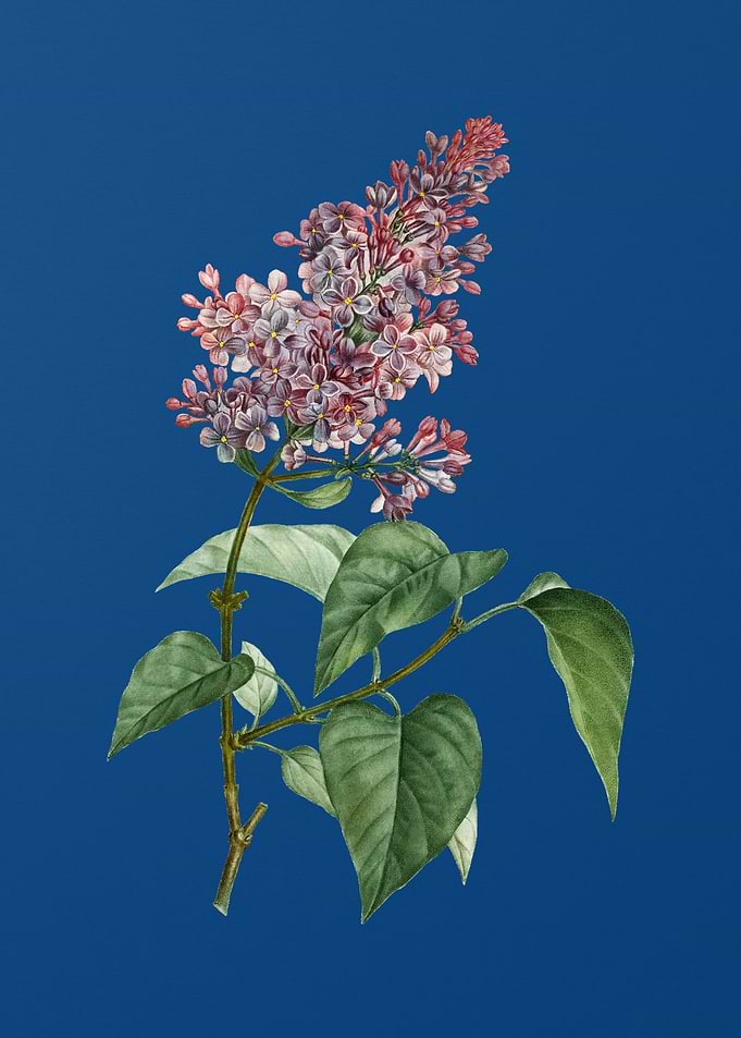 Common Pink Lilac Plant