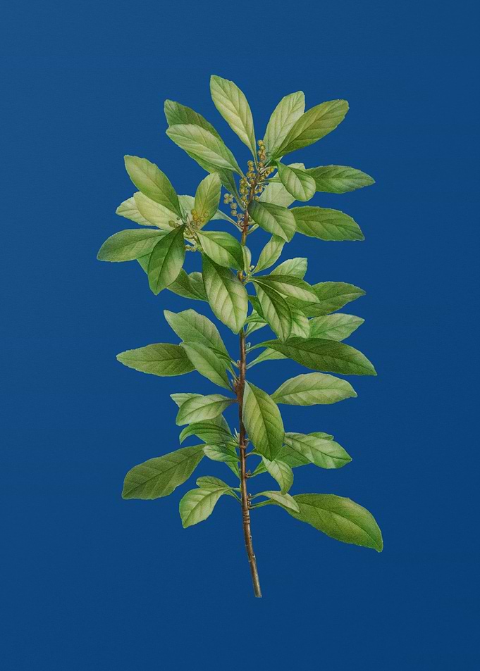 Firetree Branch Plant