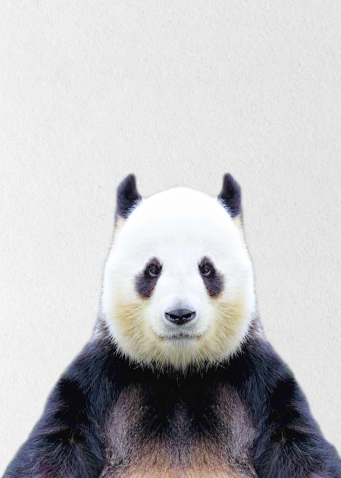 cute panda