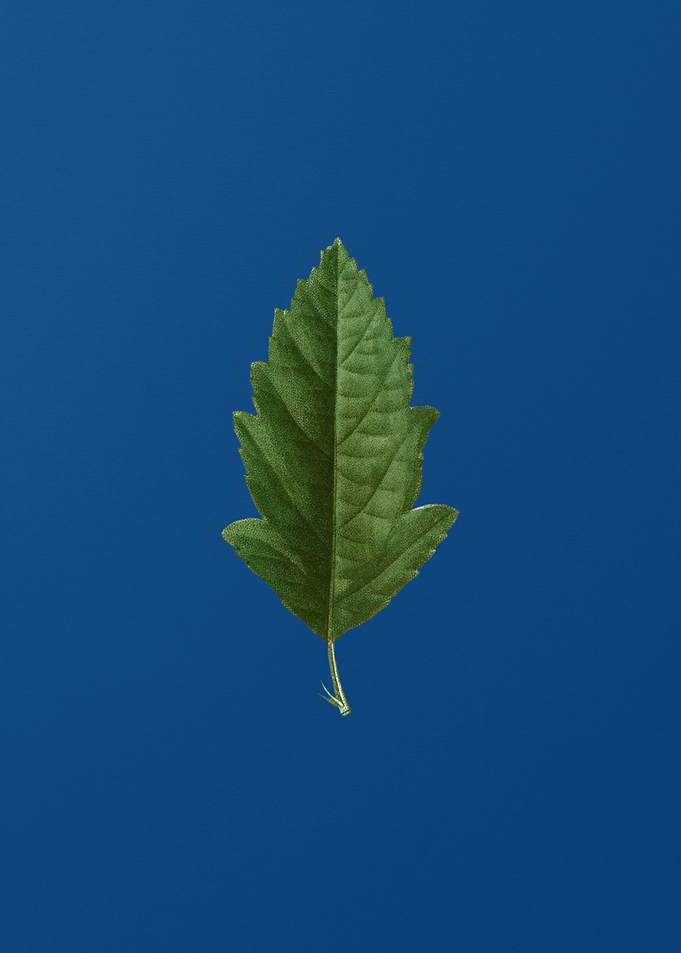 Crabapple on Classic Blue