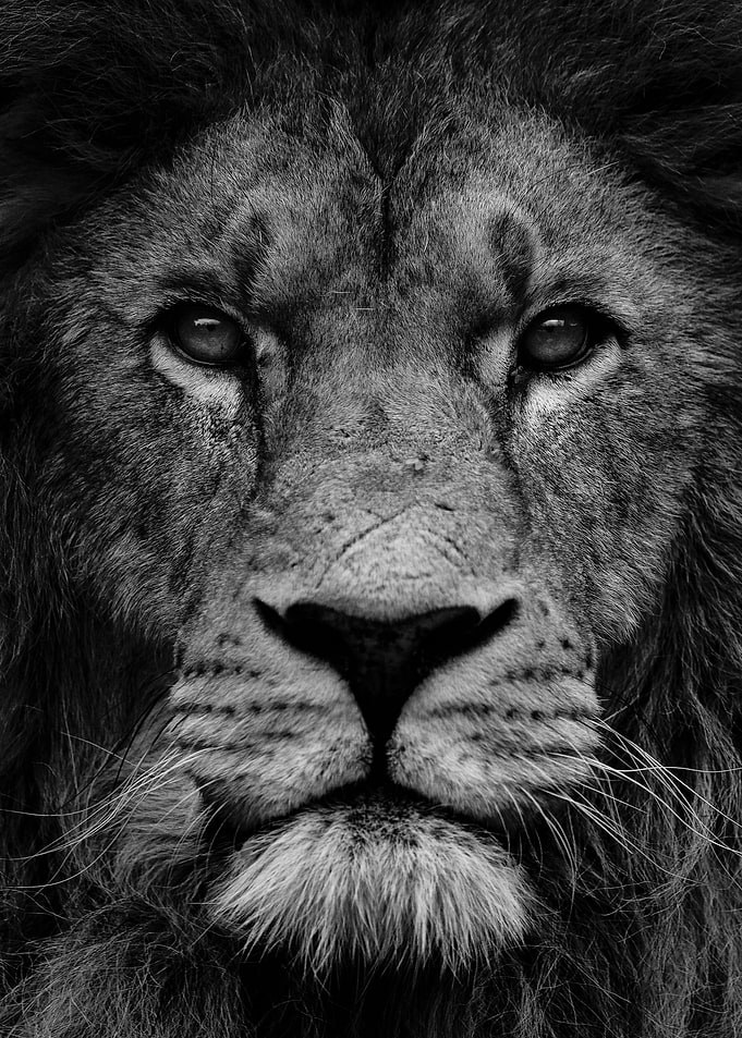 black lion king face