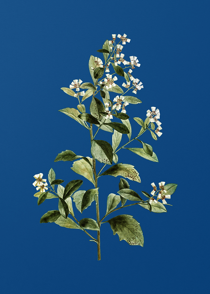 Eastern Baccharis on Blue