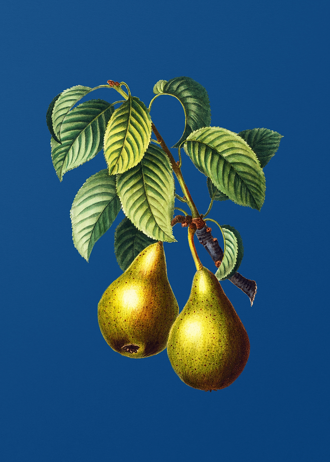 Pear on Classic Blue