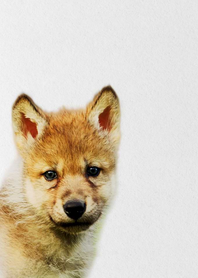 fox baby