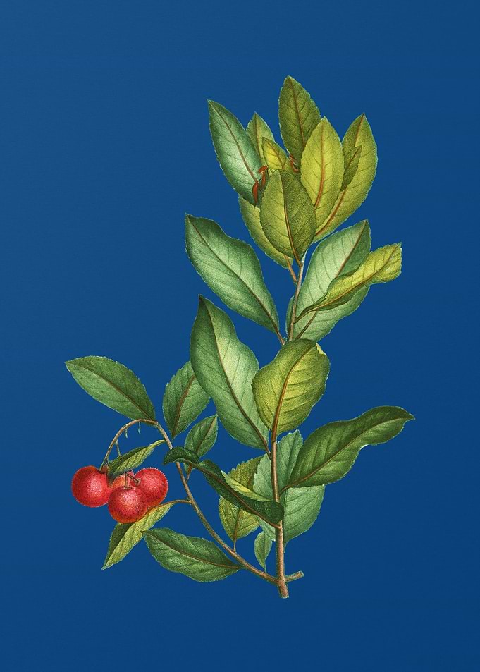 Strawberry Tree Branch