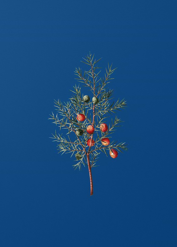 Common Juniper on Blue