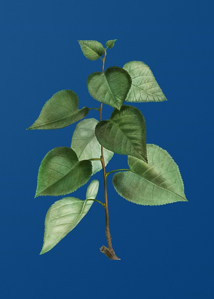 Quaking Aspen