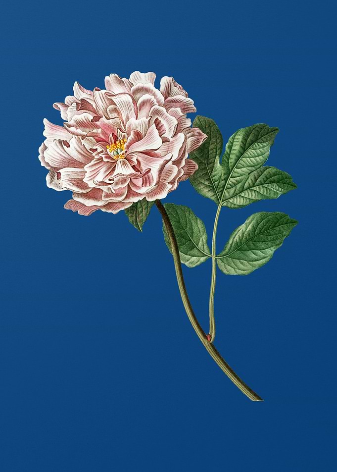Tree Peony