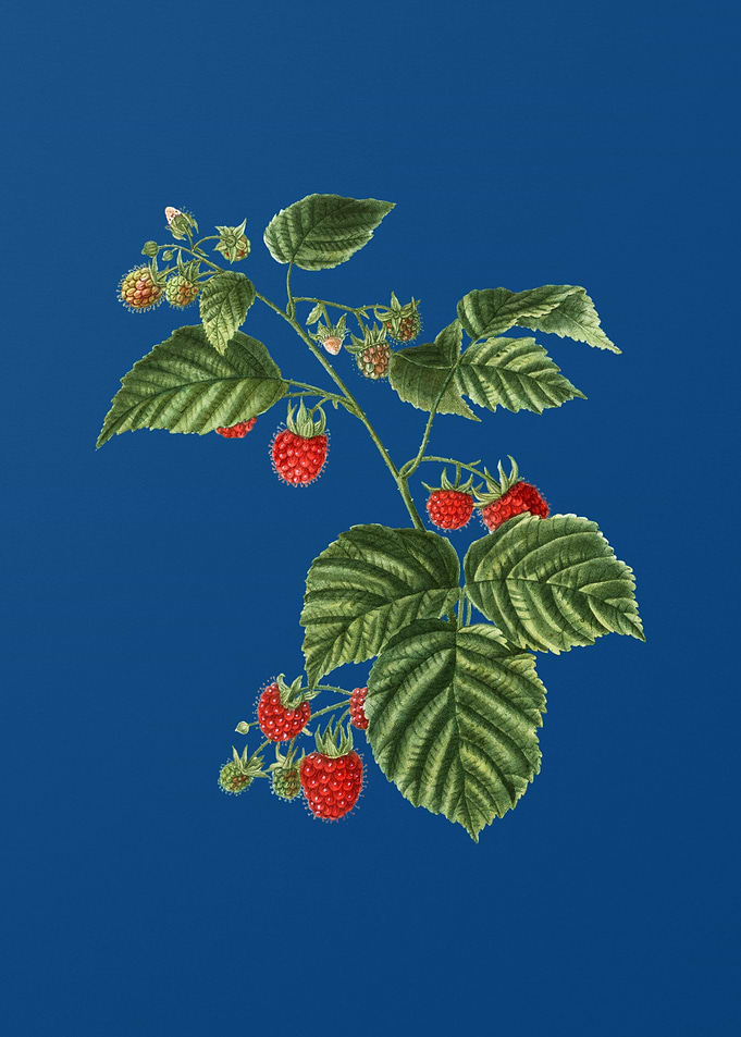 Raspberry on Classic Blue