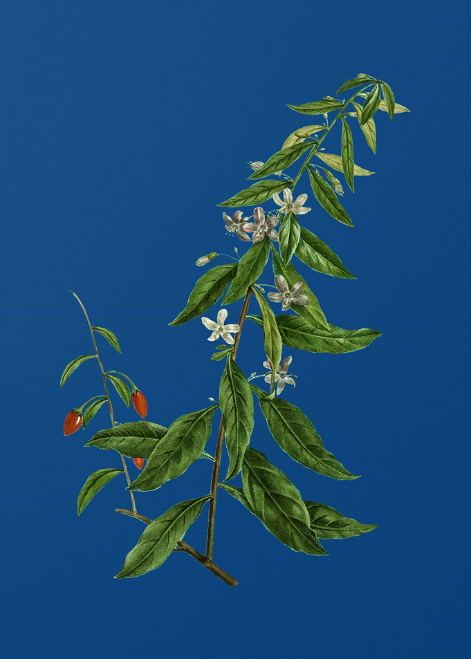 Goji Berry Tree on Blue