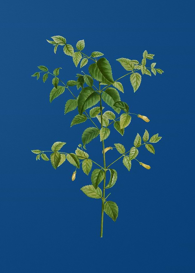 Tree Fuchsia on Blue