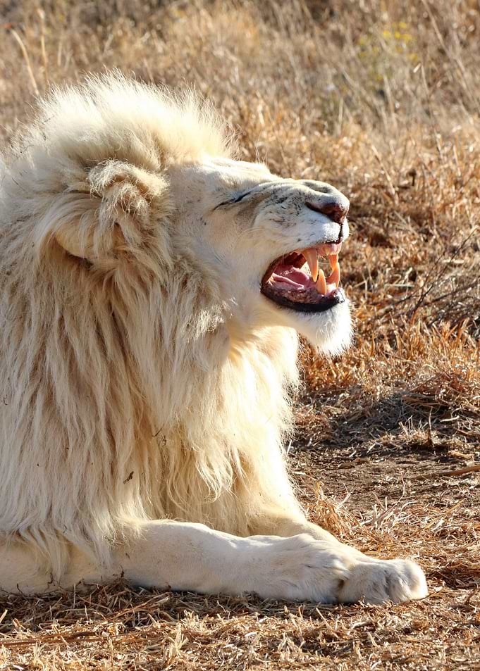 White Lion Portrait 866