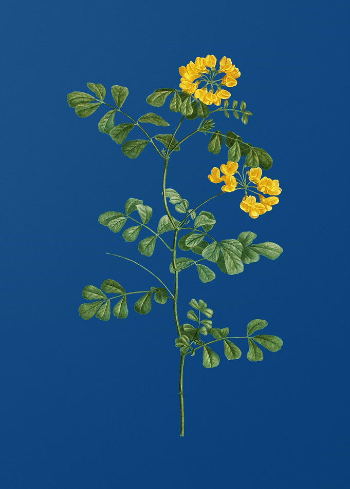 Scorpion Vetch Plant